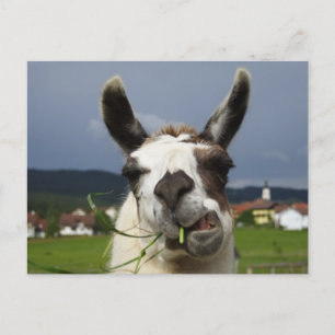 Coolest Llama Postcard