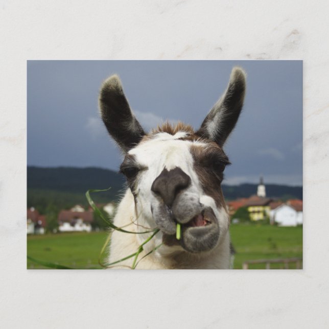 Coolest Llama Postcard (Front)