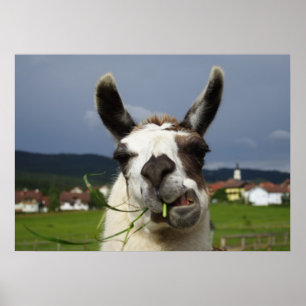 Coolest Llama Poster