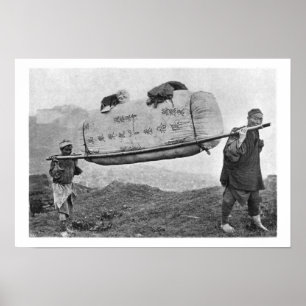 Coolies carrying cotton, 1901 (b/w photo) poster