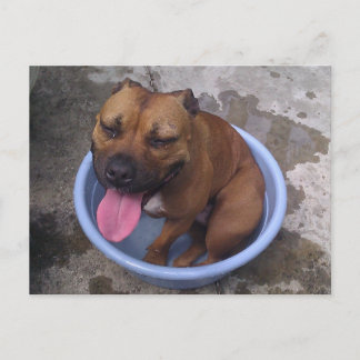 Cooling off on a hot day postcard