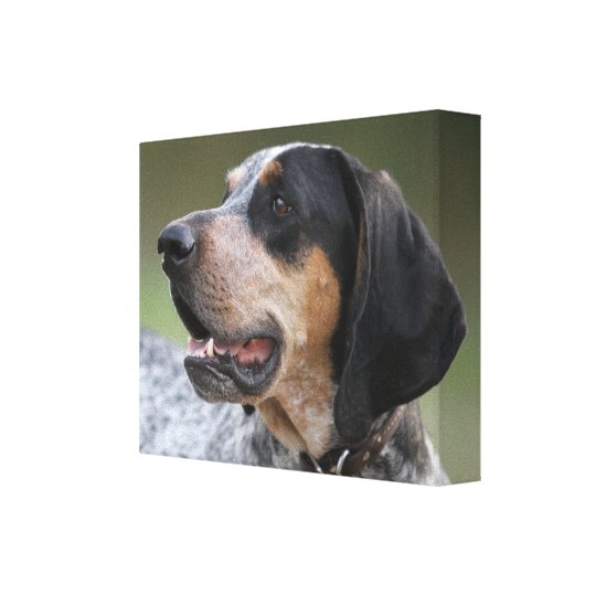 Coonhound Canvas Print