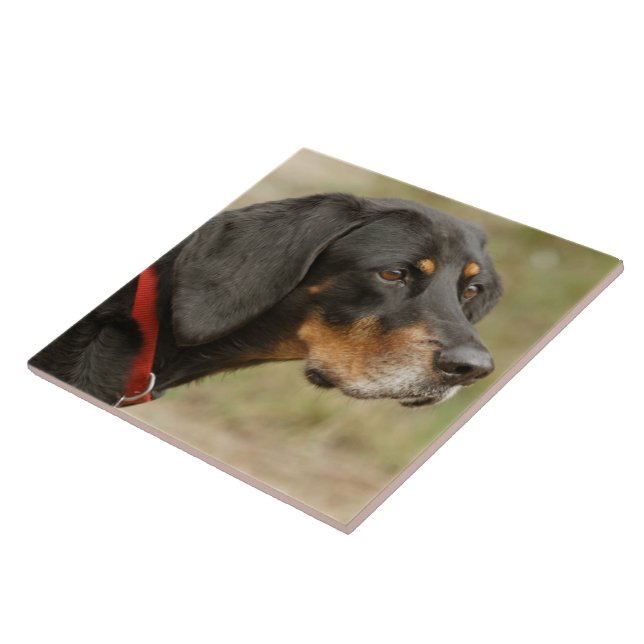 Coonhound - Gracie Lou Tile (Side)
