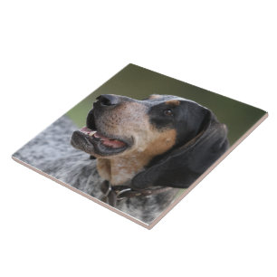 Coonhound Tile
