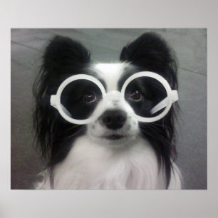 COOPER  IN SHADES POSTER