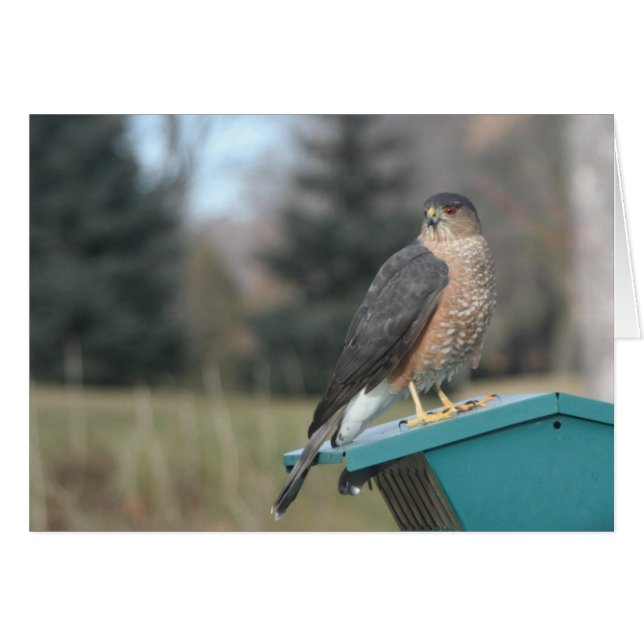 Coopers Hawk (Front Horizontal)