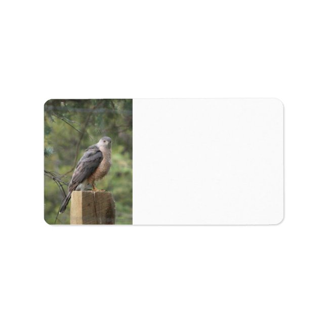Cooper's Hawk  Address Label (Front)