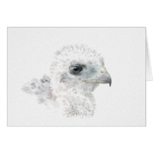 Coopers Hawk Chick