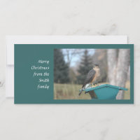 Coopers Hawk