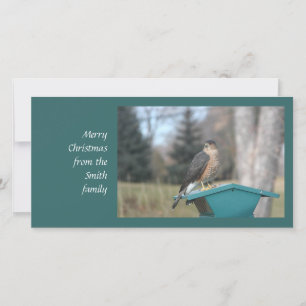 Coopers Hawk Holiday Card