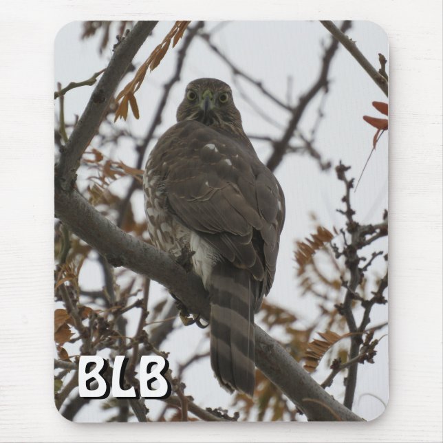 Cooper's Hawk in Tree Your Initials Mouse Pad (Front)