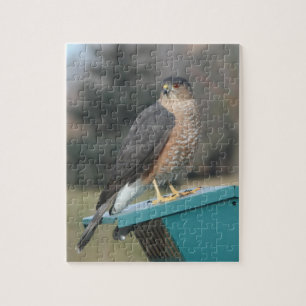 Coopers Hawk Jigsaw Puzzle