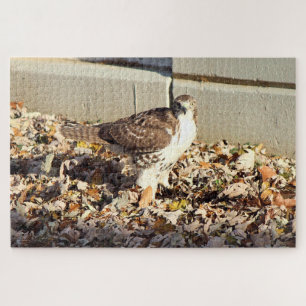 Cooper's Hawk Jigsaw Puzzle