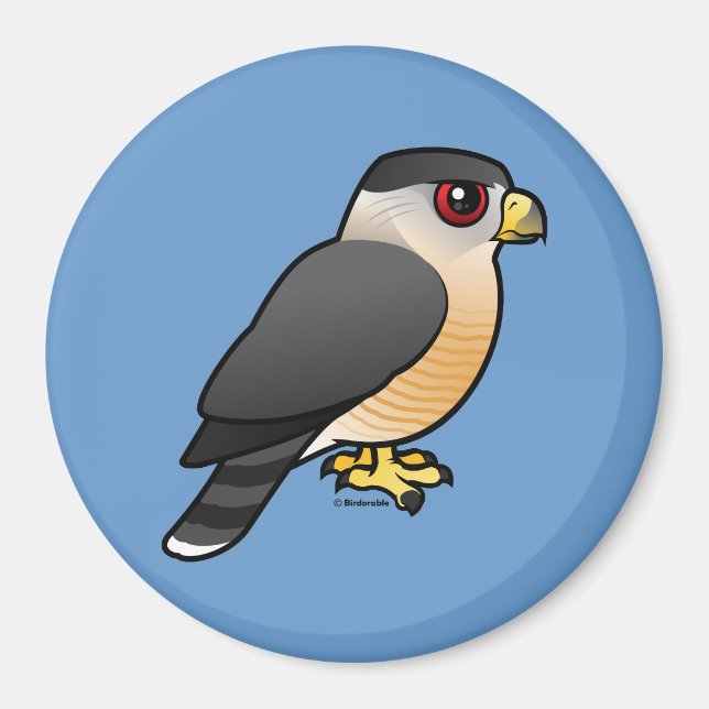 Cooper's Hawk Magnet (Front)