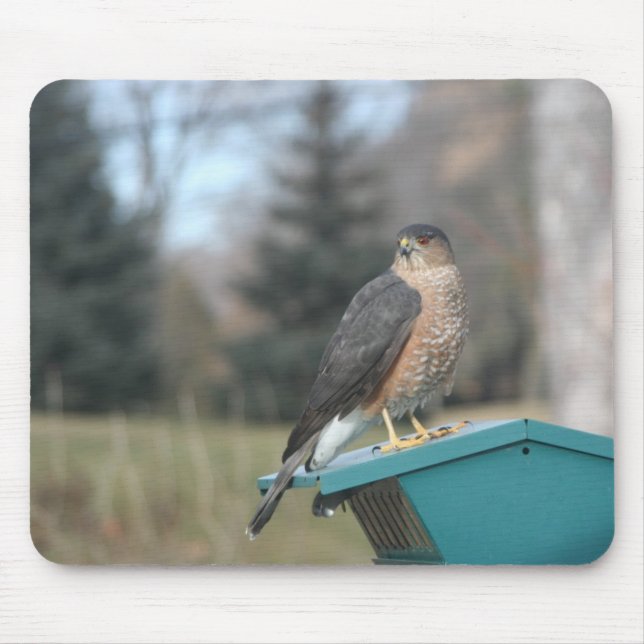 Coopers Hawk Mouse Mat (Front)