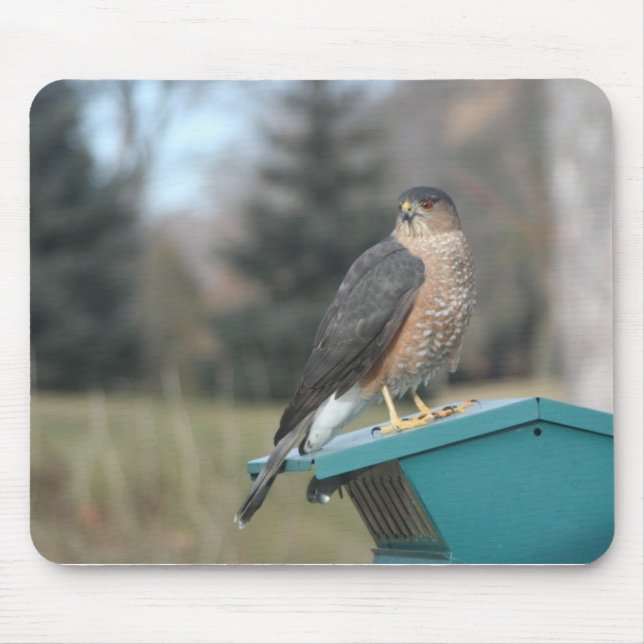 Coopers Hawk Mouse Mat (Front)