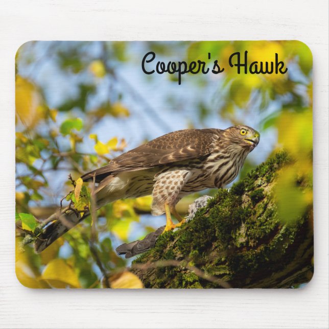 Cooper's hawk mouse mat (Front)