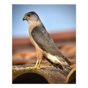Cooper's Hawk Photo Print