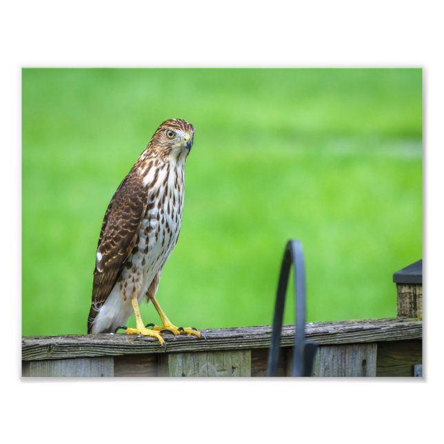 Cooper's Hawk Photo Print 2 (Front)