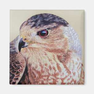 Coopers Hawk Portrait Magnet