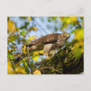 Cooper's Hawk Postcard