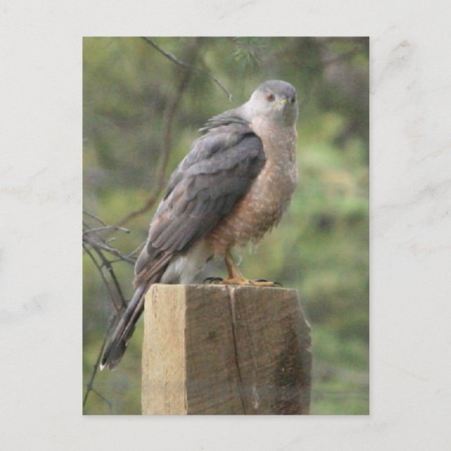 Cooper's Hawk Postcard (Front)