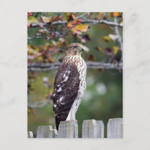 Cooper's Hawk Postcard