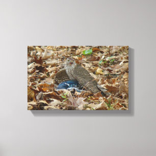 Cooper's Hawk With Prey Canvas Print