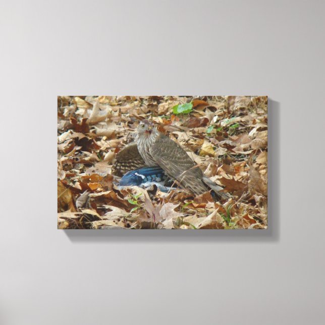 Cooper's Hawk With Prey Canvas Print (Front)