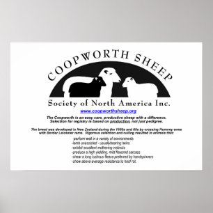Coopworth Sheep Poster