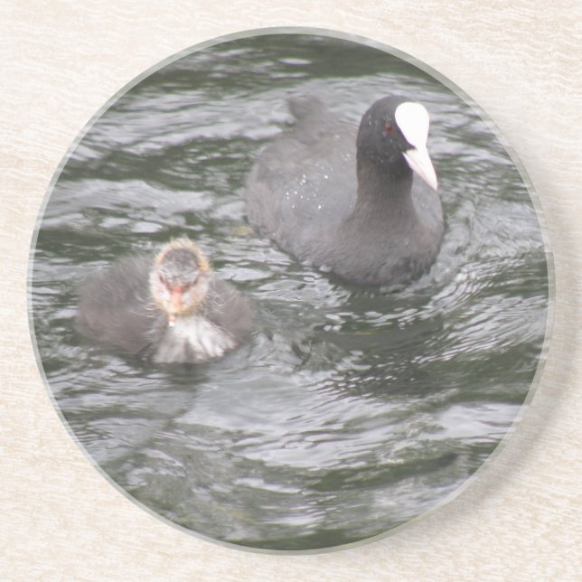 Coot and Chick Coasters (Front)