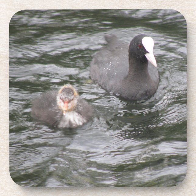 Coot and Chick Cork Coaster (Front)