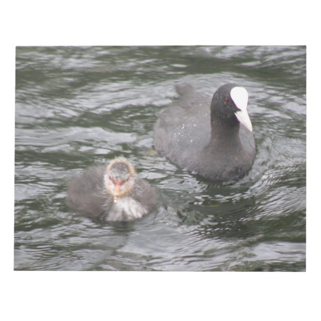 Coot and Chick Notepad (Front)