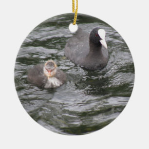 Coot and Chick Ornament