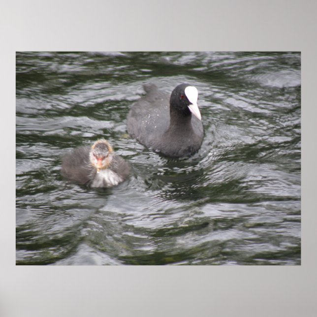 Coot and Chick Poster (Front)