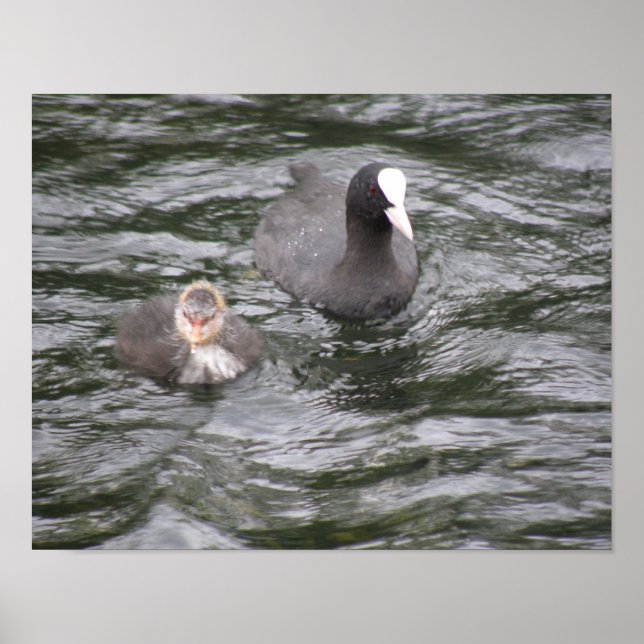 Coot and Chick Poster (Front)