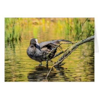 Coot Card