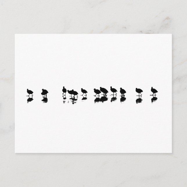 Coot Design - Black on White Postcard (Front)