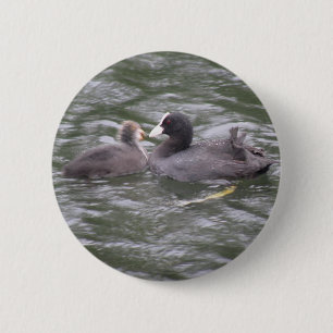 Coot Feeding Hungry Chick Button
