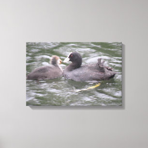 Coot Feeding Hungry Chick Canvas Print