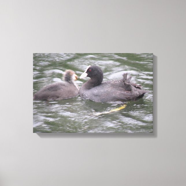 Coot Feeding Hungry Chick Canvas Print (Front)
