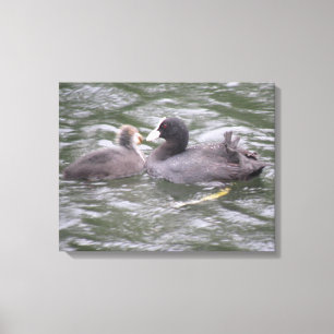 Coot Feeding Hungry Chick Canvas Print