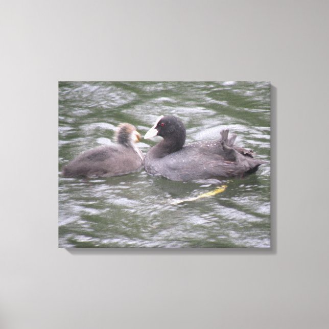 Coot Feeding Hungry Chick Canvas Print (Front)
