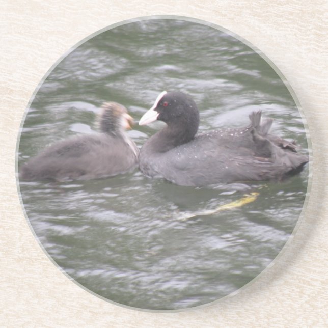Coot Feeding Hungry Chick Coasters (Front)