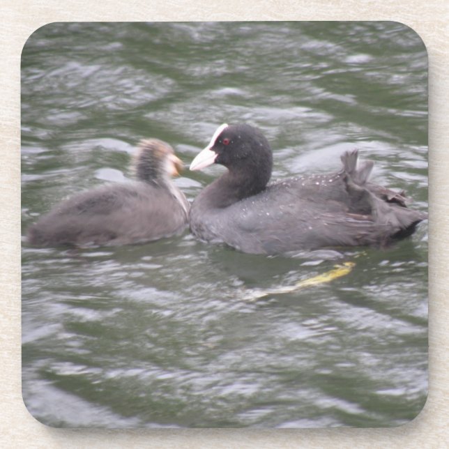 Coot Feeding Hungry Chick Cork Coaster (Front)