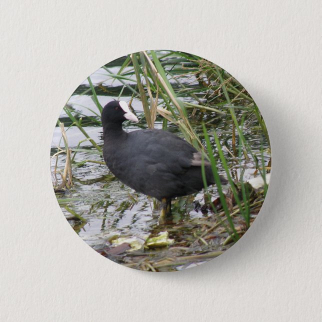 Coot on the Riverbank Button (Front)