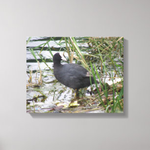 Coot on the Riverbank Canvas Print