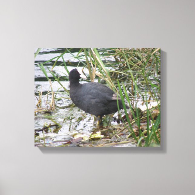 Coot on the Riverbank Canvas Print (Front)