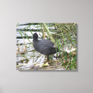 Coot on the Riverbank Canvas Print
