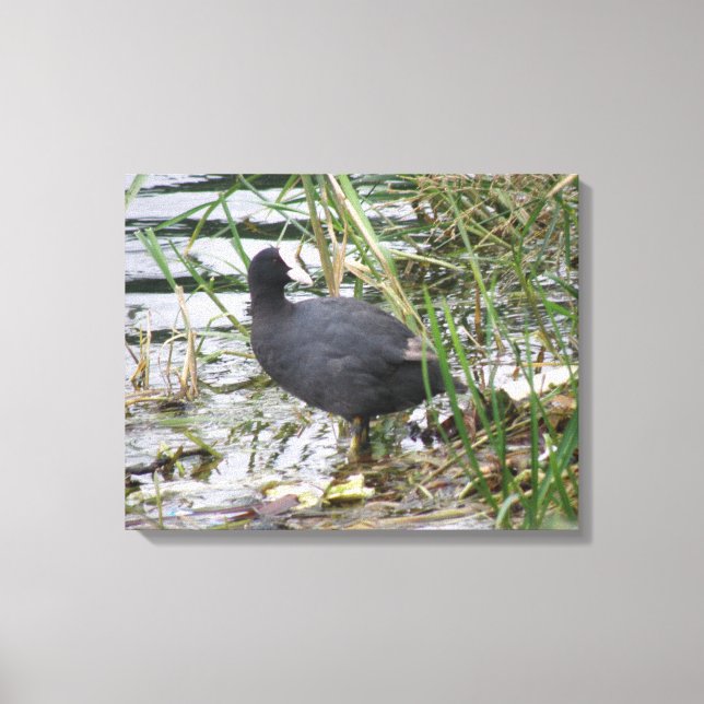Coot on the Riverbank Canvas Print (Front)